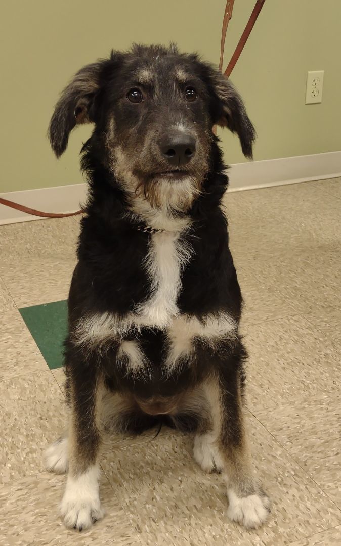 Celeste Puppy, an adoptable Goldendoodle, Husky in Hastings, NE, 68901 | Photo Image 3