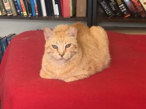 RIZHIK, Senior Male Domestic Short Hair