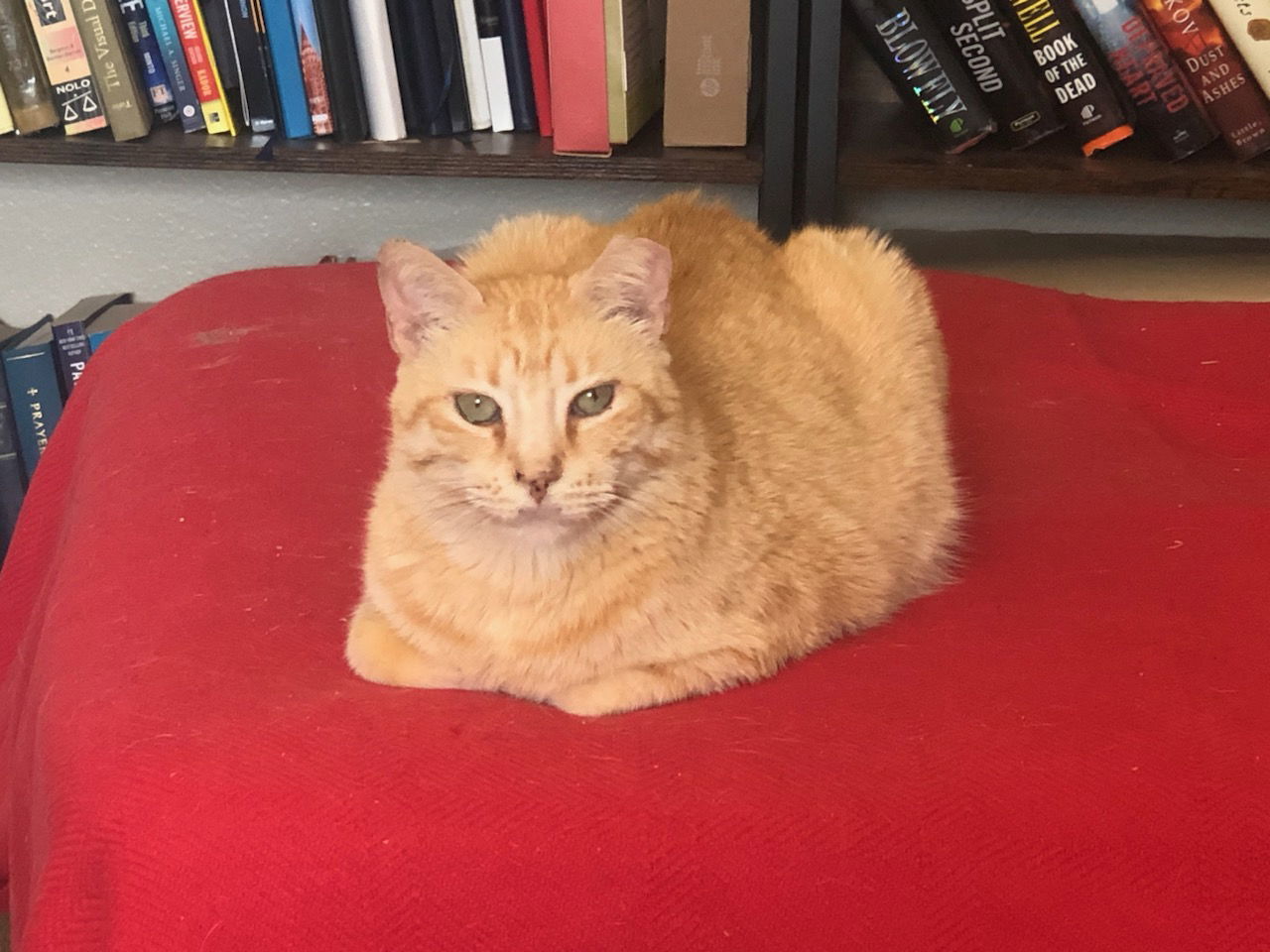 RIZHIK, an adoptable Domestic Short Hair in San Antonio, TX, 78216 | Photo Image 2