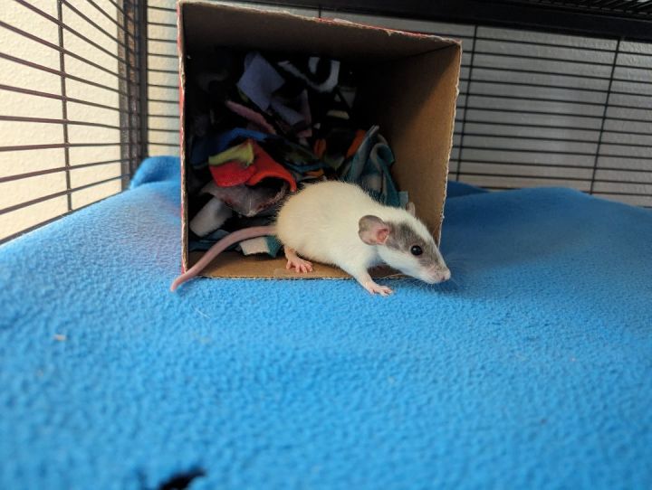 Jo-Jo, an adopted Rat in Saint Paul, MN_image-1