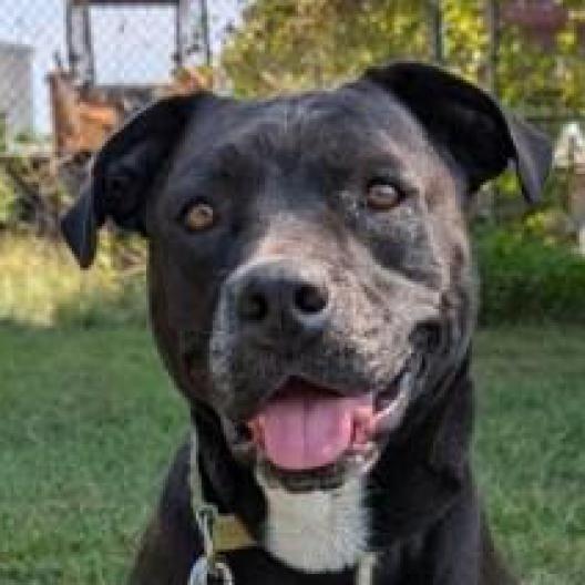 Zoey, an adoptable Mixed Breed in Camden, DE, 19934 | Photo Image 1