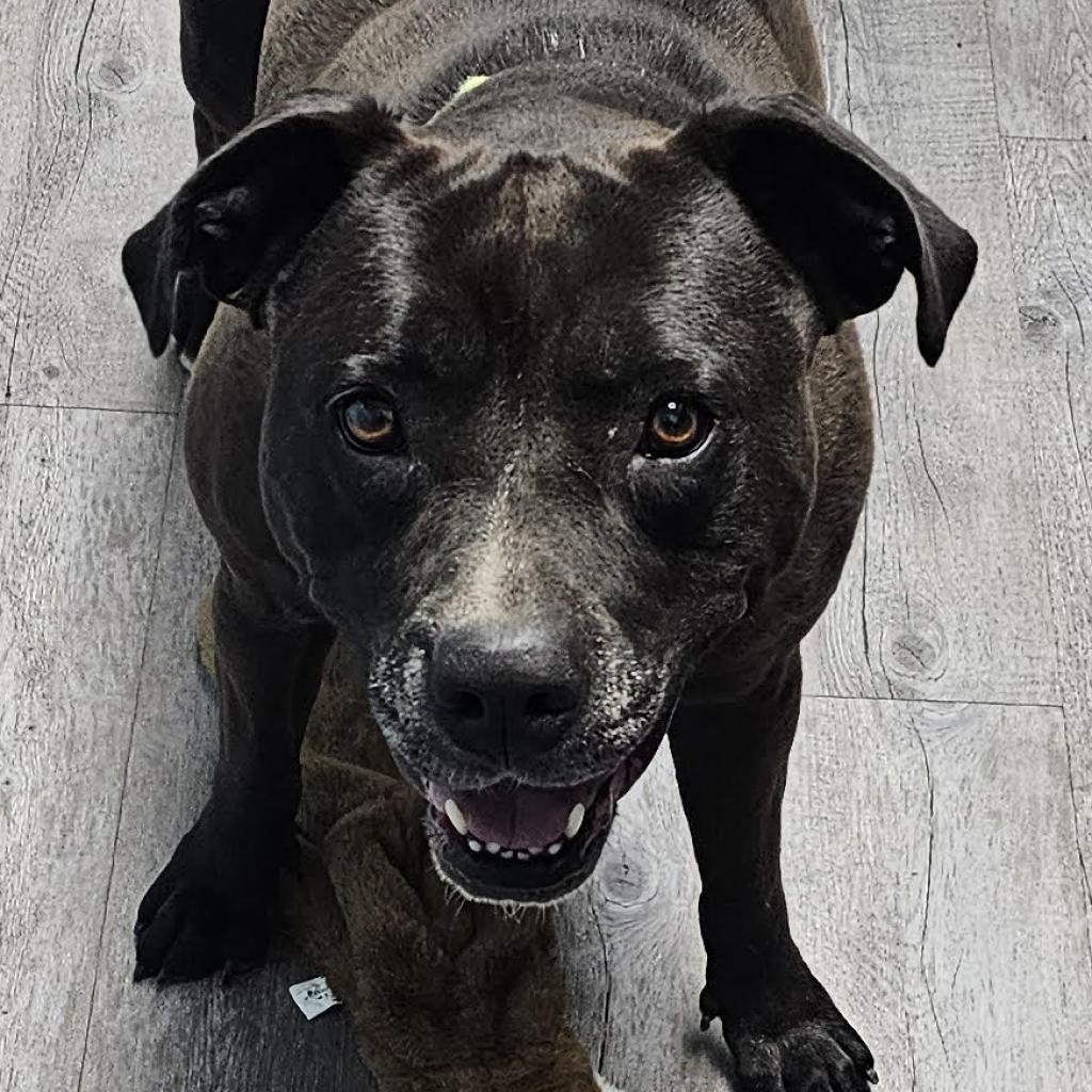 Zoey, an adoptable Mixed Breed in Camden, DE, 19934 | Photo Image 2