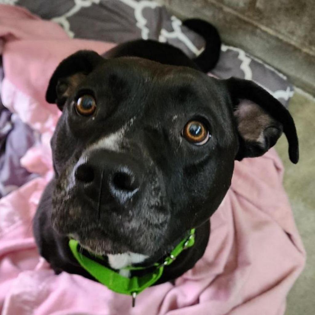 Zoey, an adoptable Mixed Breed in Camden, DE, 19934 | Photo Image 3