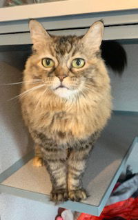 Pelusa, an adoptable Maine Coon, Persian in Hudson, NY, 12534 | Photo Image 1