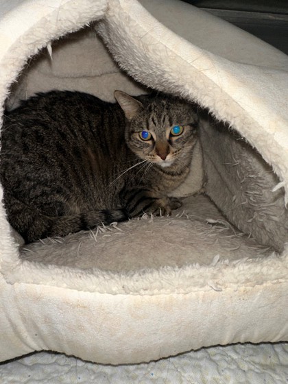 River, an adoptable Domestic Short Hair in Hastings, MN, 55033 | Photo Image 1