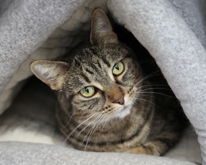 River, an adoptable Domestic Short Hair in Hastings, MN, 55033 | Photo Image 1