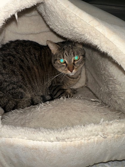 River, an adoptable Domestic Short Hair in Hastings, MN, 55033 | Photo Image 2