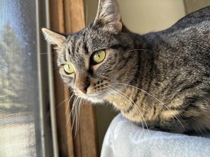River, an adoptable Domestic Short Hair in Hastings, MN, 55033 | Photo Image 2