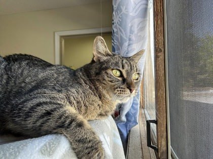 River, an adoptable Domestic Short Hair in Hastings, MN, 55033 | Photo Image 3