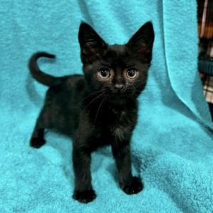 Adopt Beetle Baby Beetle is a spunky little boy who likes to cuddle with his siblings and chase aft