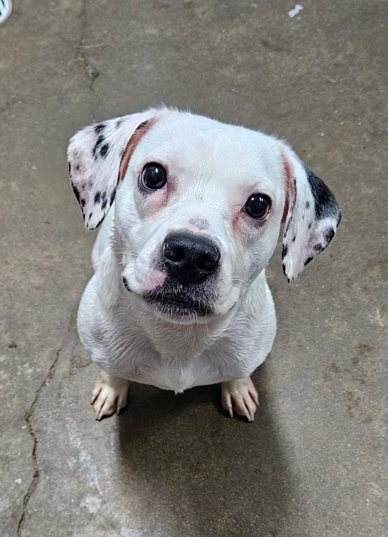 Dog for adoption - Eve, a Beagle & English Bulldog Mix in New ...