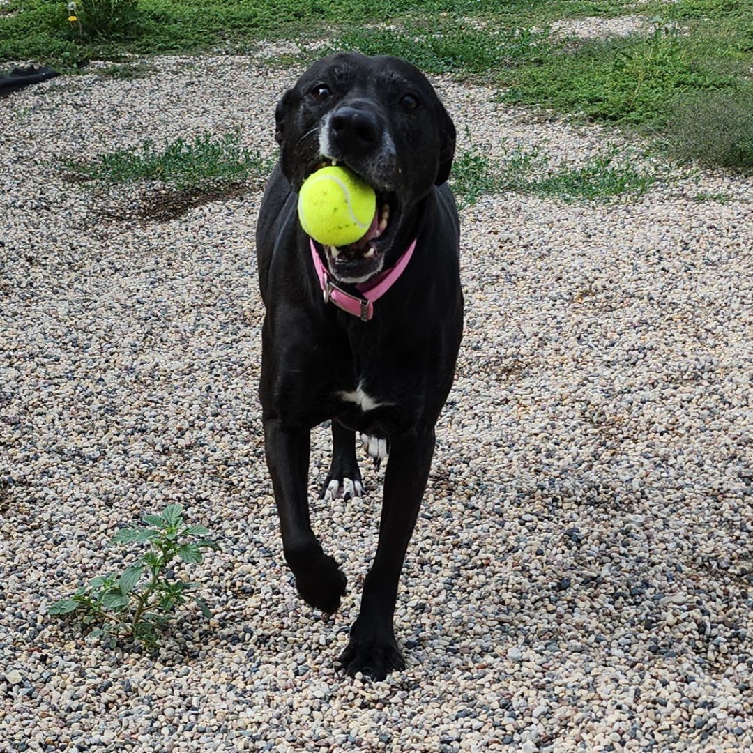 Stormy, an adoptable Black Labrador Retriever in Wahpeton, ND, 58075 | Photo Image 4