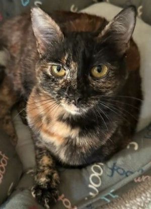 Cherry Tortoiseshell Cat