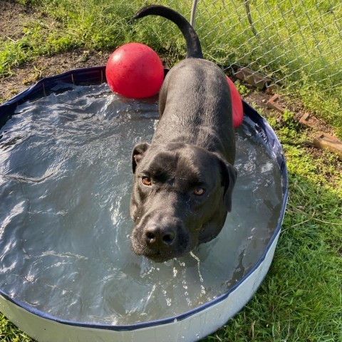 Daric, an adoptable Black Labrador Retriever, Mastiff in Albert Lea, MN, 56007 | Photo Image 1