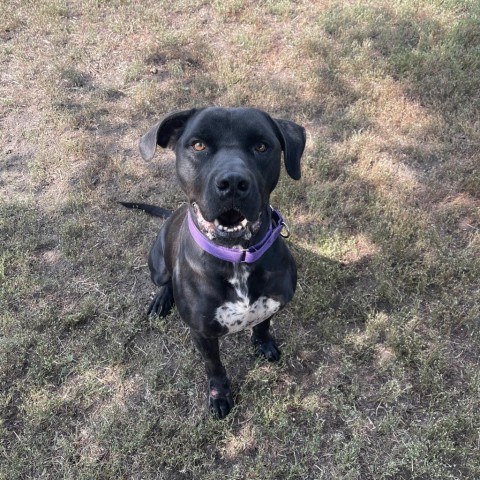 Daric, an adoptable Black Labrador Retriever, Mastiff in Albert Lea, MN, 56007 | Photo Image 2