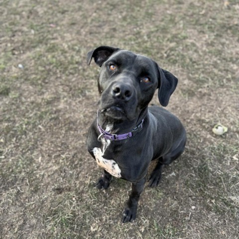 Daric, an adoptable Black Labrador Retriever, Mastiff in Albert Lea, MN, 56007 | Photo Image 3