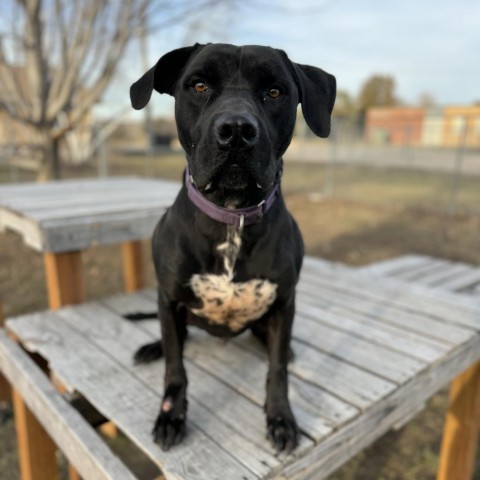 Daric, an adoptable Black Labrador Retriever, Mastiff in Albert Lea, MN, 56007 | Photo Image 4