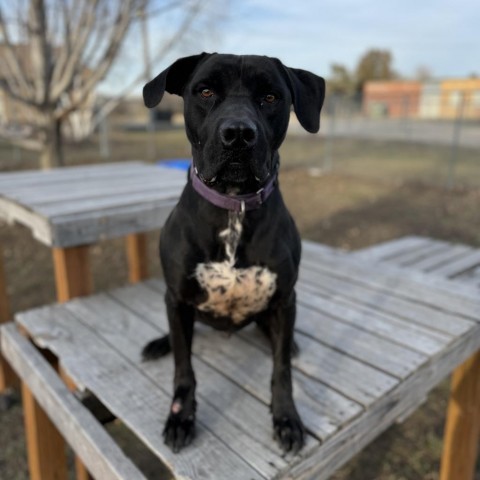 Daric, an adoptable Black Labrador Retriever, Mastiff in Albert Lea, MN, 56007 | Photo Image 5