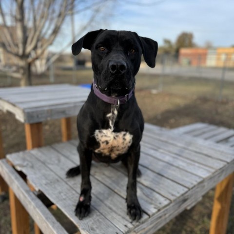 Daric, an adoptable Black Labrador Retriever, Mastiff in Albert Lea, MN, 56007 | Photo Image 6