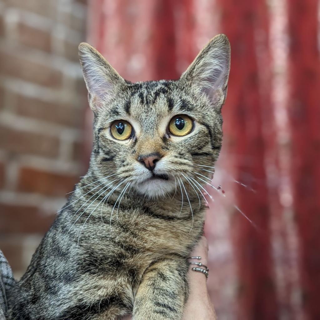 Melville, an adoptable Domestic Short Hair in Greenwood, MO, 64034 | Photo Image 1