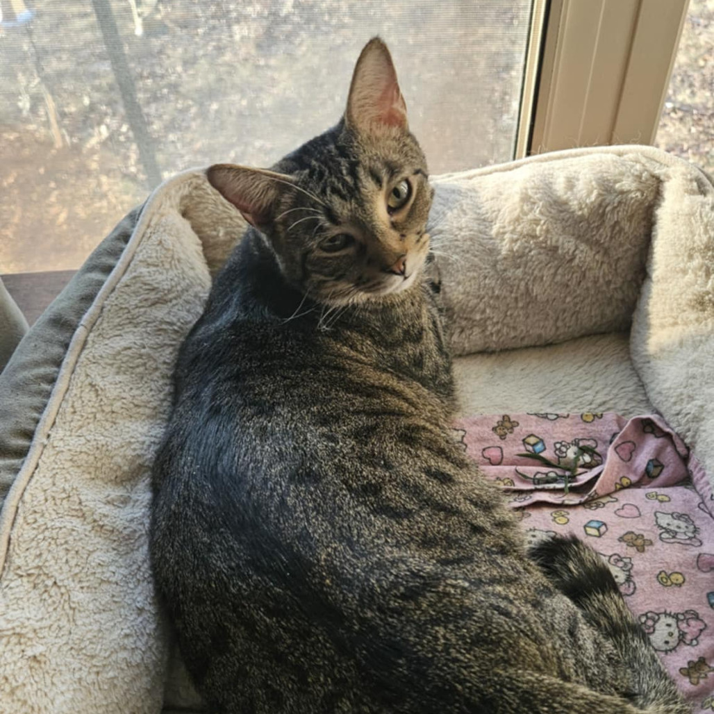 Melville, an adoptable Domestic Short Hair in Greenwood, MO, 64034 | Photo Image 1