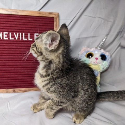 Melville, an adoptable Domestic Short Hair in Greenwood, MO, 64034 | Photo Image 2