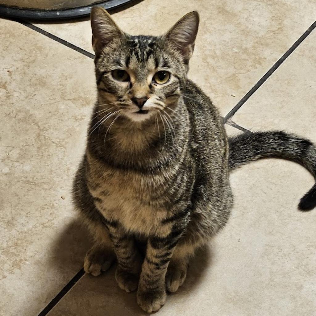 Melville, an adoptable Domestic Short Hair in Greenwood, MO, 64034 | Photo Image 3