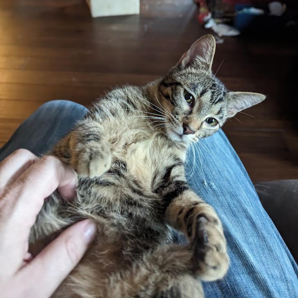 Melville, an adoptable Domestic Short Hair in Greenwood, MO, 64034 | Photo Image 4