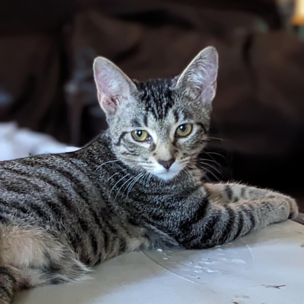 Melville, an adoptable Domestic Short Hair in Greenwood, MO, 64034 | Photo Image 5