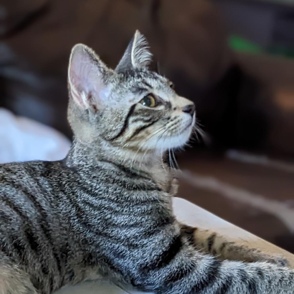 Melville, an adoptable Domestic Short Hair in Greenwood, MO, 64034 | Photo Image 5