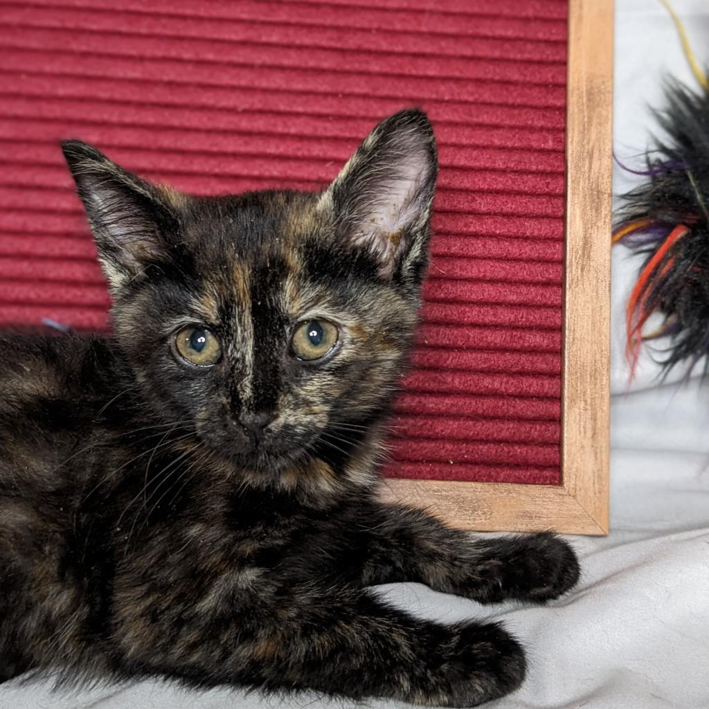 Baikal, an adoptable Domestic Short Hair in Greenwood, MO, 64034 | Photo Image 5