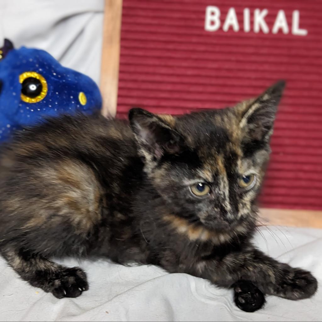 Baikal, an adoptable Domestic Short Hair in Greenwood, MO, 64034 | Photo Image 6