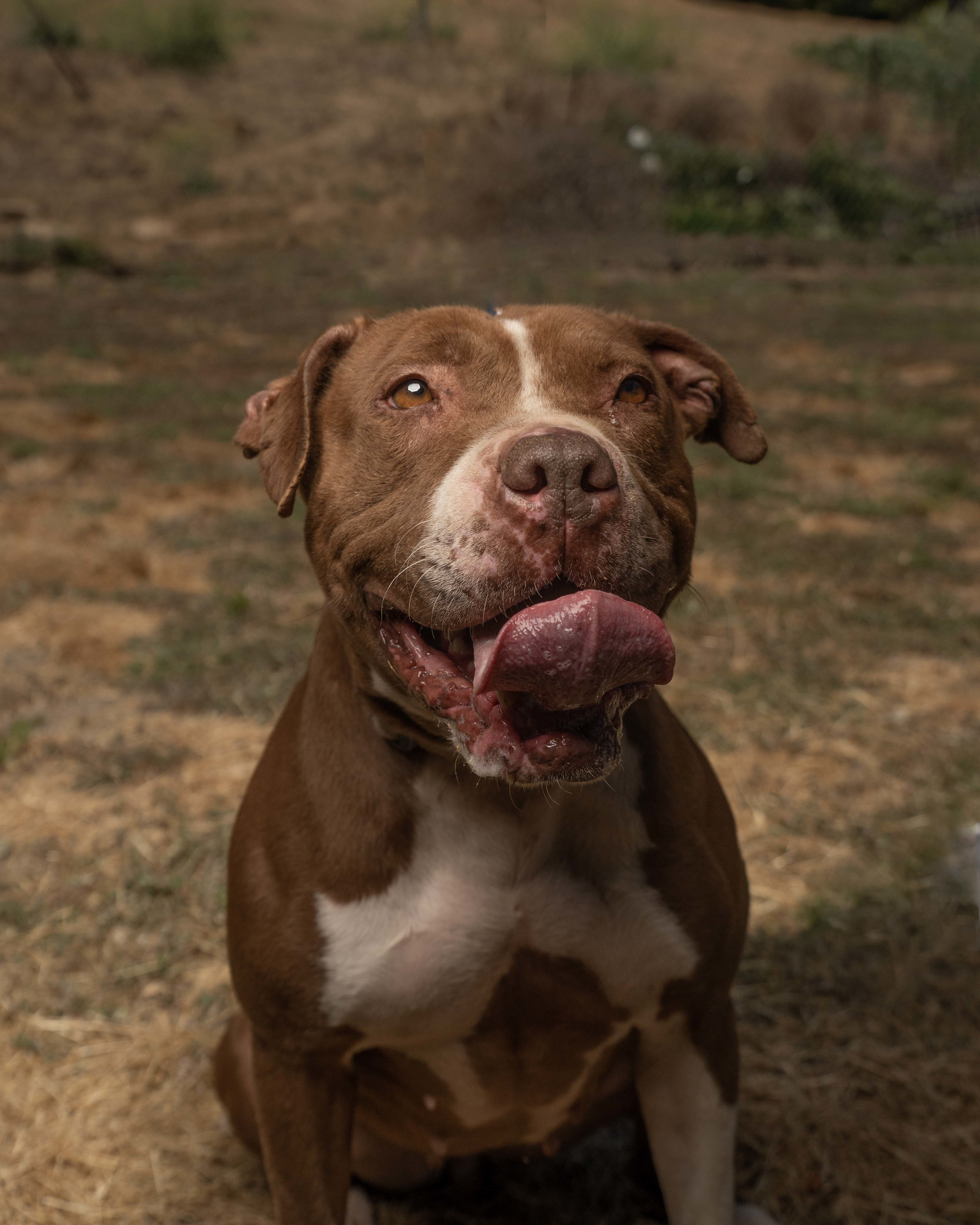 een paar oorsprong Slechthorend Dog for adoption - Nikkie, a Staffordshire Bull Terrier Mix in La Jolla, CA  | Petfinder