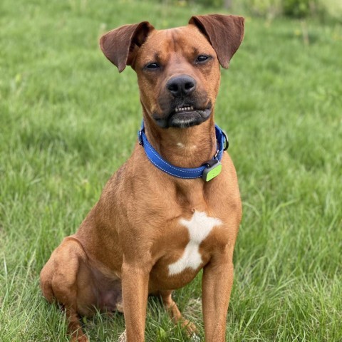 Scooby Doo, an adoptable Boxer, Doberman Pinscher in Decorah, IA, 52101 | Photo Image 1