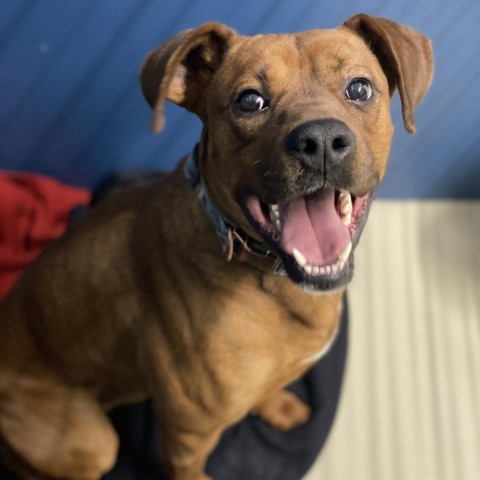 Scooby Doo, an adoptable Boxer, Doberman Pinscher in Decorah, IA, 52101 | Photo Image 2