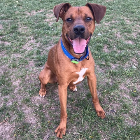 Scooby Doo, an adoptable Boxer, Doberman Pinscher in Decorah, IA, 52101 | Photo Image 2