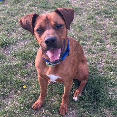 Scooby Doo, an adoptable Boxer, Doberman Pinscher in Decorah, IA, 52101 | Photo Image 3