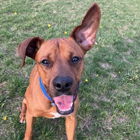 Scooby Doo, an adoptable Boxer, Doberman Pinscher in Decorah, IA, 52101 | Photo Image 3