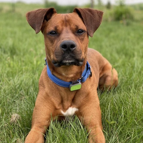 Scooby Doo, an adoptable Boxer, Doberman Pinscher in Decorah, IA, 52101 | Photo Image 4