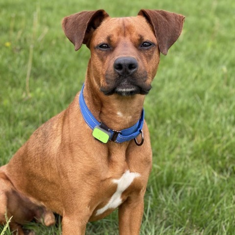 Scooby Doo, an adoptable Boxer, Doberman Pinscher in Decorah, IA, 52101 | Photo Image 4