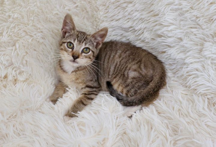 Melody, an adoptable Abyssinian & Tabby Mix in Saint Augustine, FL_image-4