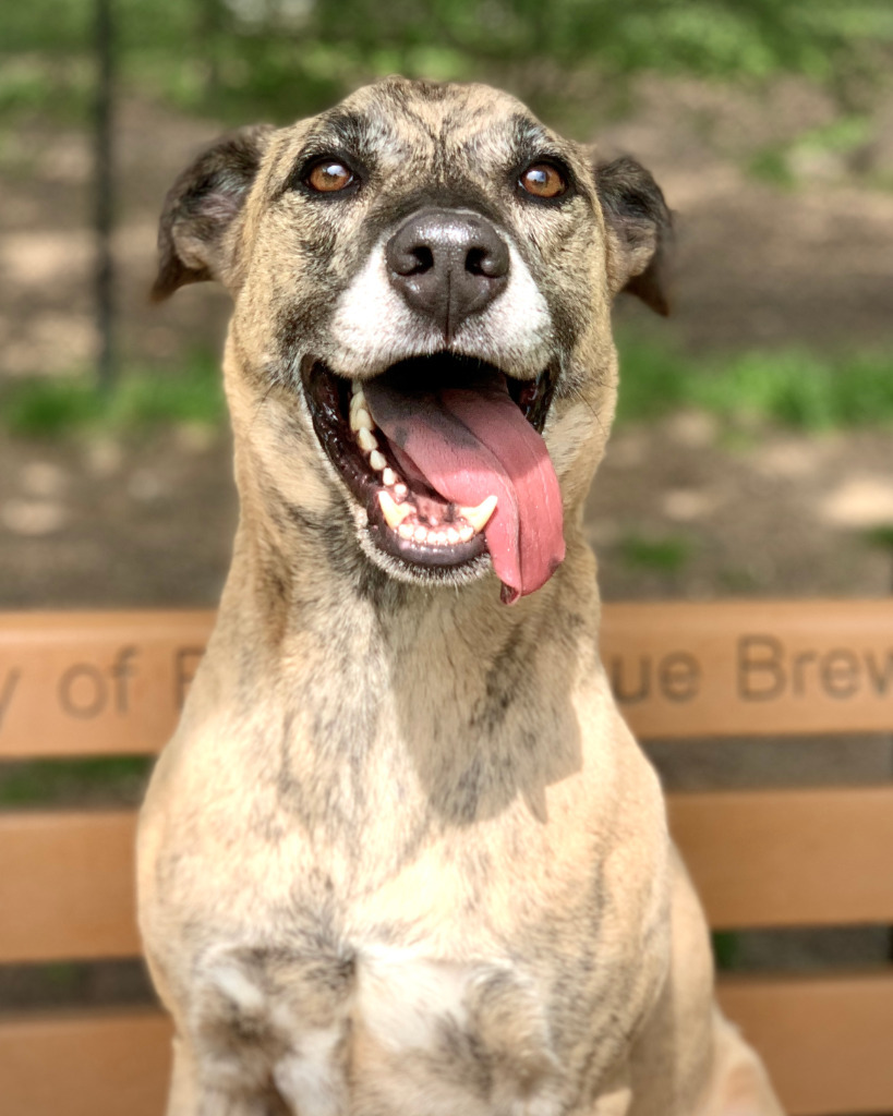 STEELE, an adoptable Hound in Little Rock, AR, 72210 | Photo Image 1