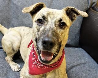 STEELE, an adoptable Hound in Little Rock, AR, 72210 | Photo Image 2