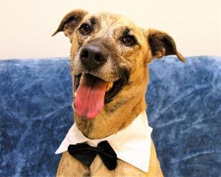 STEELE, an adoptable Hound in Little Rock, AR, 72210 | Photo Image 3