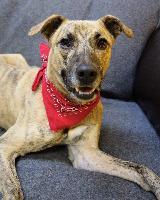 STEELE, an adoptable Hound in Little Rock, AR, 72210 | Photo Image 4