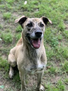 STEELE, an adoptable Hound in Little Rock, AR, 72210 | Photo Image 5