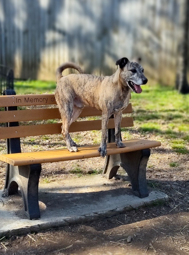 STEELE, an adoptable Hound in Little Rock, AR, 72210 | Photo Image 6