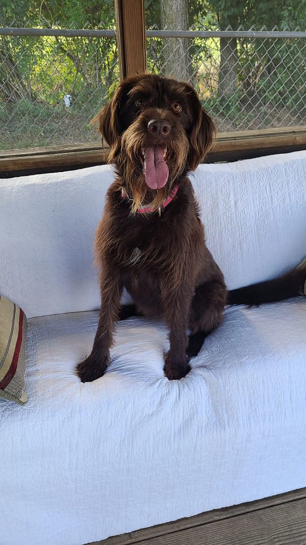Dor Verwachting Universiteit Dog for adoption - Joy, a Chocolate Labrador Retriever & Poodle Mix in  Martinsburg, WV | Petfinder