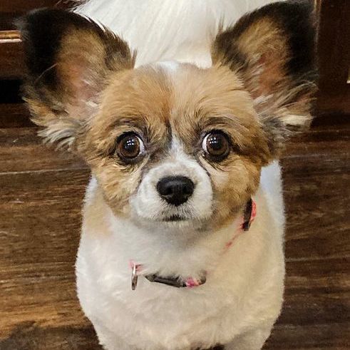 Mousey, an adopted Papillon in Oklahoma City, OK_image-2