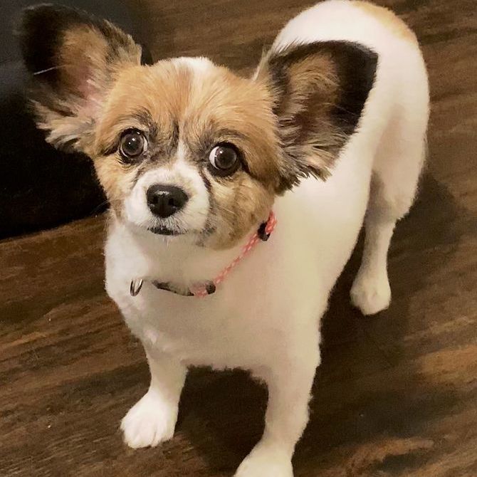 Mousey, an adopted Papillon in Oklahoma City, OK_image-1